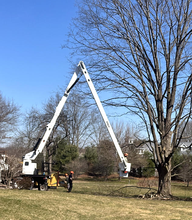 Sikes Tree Service crew at work in Connecticut
